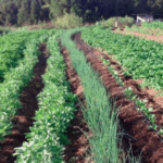 director training is like fertilizer- Benes